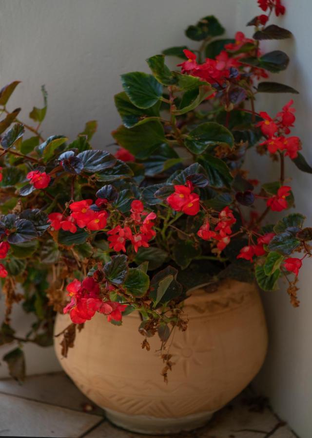 Jasmin Nissaki Nisaki (Corfu)